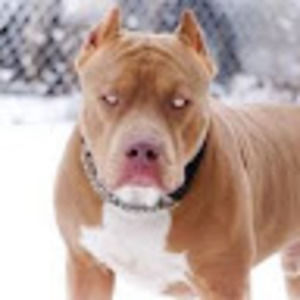 Meet your Posher, Giovanni